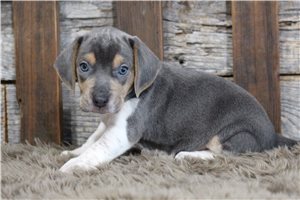 Leon - puppy for sale