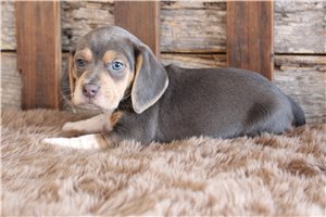 Irwin - Beagle for sale