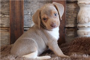 Delaney - puppy for sale