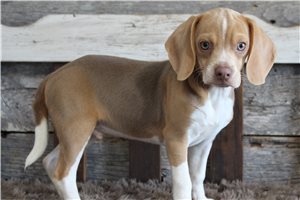 Rolly - Beagle for sale