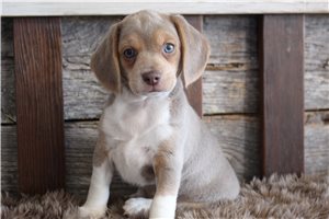 Abigail - puppy for sale