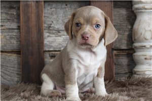 Selene - puppy for sale