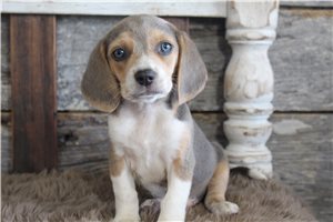 Magnus - Beagle for sale