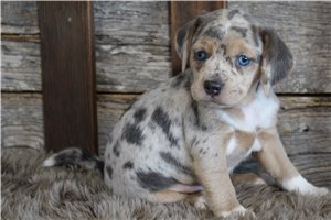 Sunshine - puppy for sale