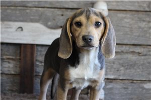 Chance - Beagle for sale