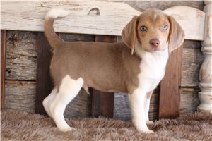 Oliver - puppy for sale