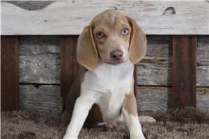 Oliver - puppy for sale