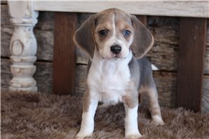 Maddie - puppy for sale