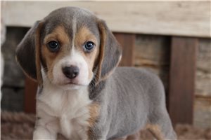 Axel - Beagle for sale