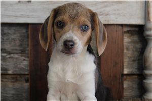 Iris - Beagle for sale