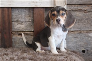 Navi - Beagle for sale