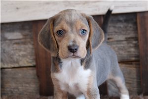 Magda - Beagle for sale