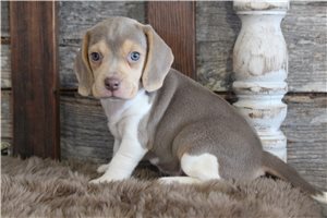 Gia - Beagle for sale