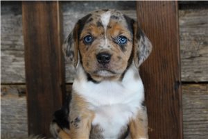 Susannah - Beagle for sale