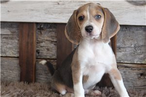 Maddie - Beagle for sale