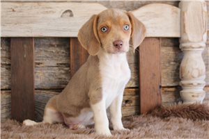 Dennis - Beagle for sale