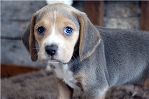 Kevin - Beagle for sale