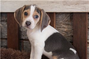 Josephine - Beagle for sale