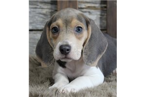 Zavier - Beagle for sale