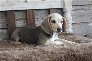 Rivka - Beagle for sale