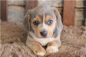 River - Beagle for sale