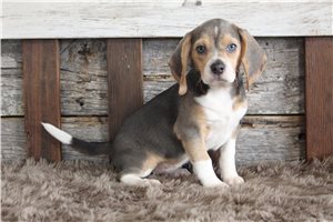 Adeline - Beagle for sale