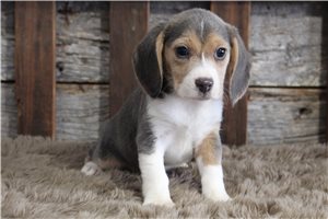 Penny - Beagle for sale