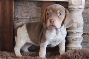 Irene - Beagle for sale