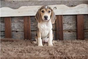 Josie - Beagle for sale