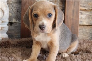 Charlotte - Beagle for sale