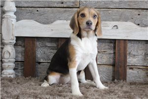 Odette - Beagle for sale