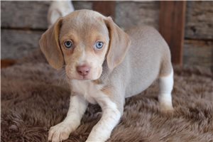 Rory - Beagle for sale