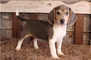 Nash - Beagle for sale