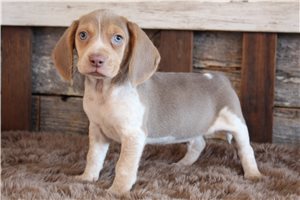 Beau - puppy for sale