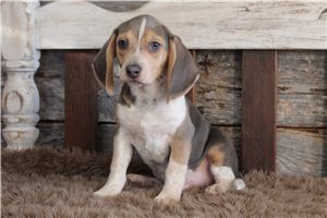 Nolan - Beagle for sale