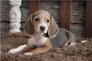 Alara - Beagle for sale