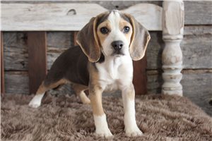 Julia - Beagle for sale