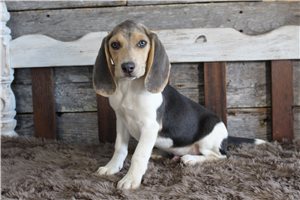 Giovanni - Beagle for sale