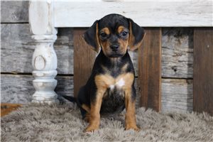 Trixie - Beagle for sale