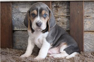 Nigel - Beagle for sale