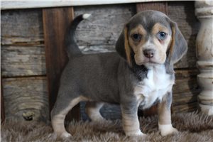 Khloe - Beagle for sale