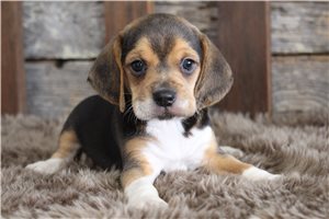 Raya - puppy for sale