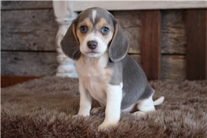 Asher - puppy for sale