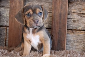 Owen - puppy for sale