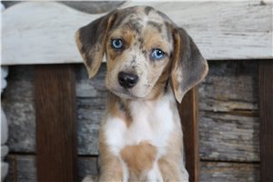 Sunshine - Beagle for sale
