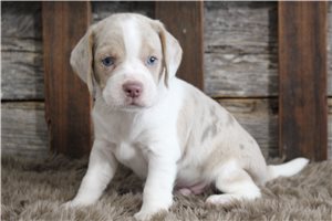 Hyde - Beagle for sale
