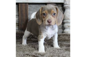 Baila - Beagle for sale