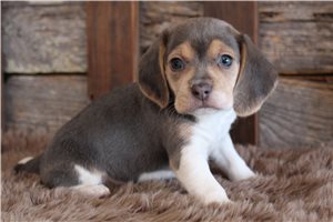 Ingrid - puppy for sale