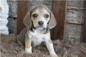 Mackenzie - Beagle for sale