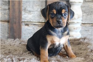 Trixie - puppy for sale